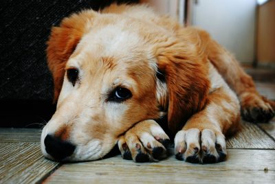 Golden retreiver with head on paws.