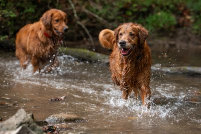 two golden retreviers splashing in water